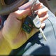 1FMDU64E62UA18783 2002 Ford Explorer Eddie Bauer auction photo thumbnail 11