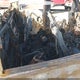 1GT19PEY5LF235593 2020 GMC Sierra 2500Hd 4Wd Long Bed At4/4Wd Standard Bed At4 auction photo thumbnail 8