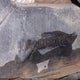 3JB1PAX49NK000225 2022 Can-Am Maverick Sport X Rc 1000R auction photo thumbnail 9