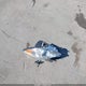 5NPEC4AB7DH621765 2013 Hyundai Sonata Se 2.0T auction photo thumbnail 12