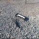 JF2GPACC1FH291710 2015 Subaru Xv Crosstrek 2.0I Premium auction photo thumbnail 12
