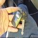KNAFU4A28A5175944 2010 Kia Forte Ex auction photo thumbnail 11