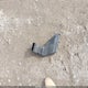 KM8J33A28HU373185 2017 Hyundai Tucson Sport auction photo thumbnail 12