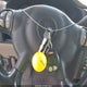 1GMDU03E02D148220 2002 Pontiac Montana N16 auction photo thumbnail 11