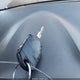 2FMDK3JC0DBC12354 2013 Ford Edge Sel auction photo thumbnail 11