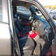 JN8AF5MV8CT113501 2012 Nissan Juke Sl auction photo thumbnail 5