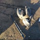 5TDJKRFH2FS076647 2015 Toyota Highlander Xle V6 auction photo thumbnail 12