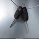 1FADP3F24FL254279 2015 Ford Focus Se auction photo thumbnail 11
