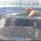 SHSRD78526U430992 2006 Honda Cr-V Lx auction photo thumbnail 12