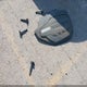5FNYF6H96GB065986 2016 Honda Pilot Touring auction photo thumbnail 12