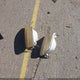 2FTZX1860WCB00134 1998 Ford F-150 Lariat/Standard/Xl/Xlt auction photo thumbnail 12