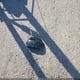 JTNABAAE5SA017142 2025 Toyota Gr Corolla Core auction photo thumbnail 12