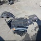 19XZE4F92NE002174 2022 Honda Insight Touring auction photo thumbnail 12