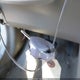 5YFBU4EE3DP224934 2013 Toyota Corolla L auction photo thumbnail 11