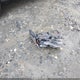 JF2GUADC9R8241732 2024 Subaru Crosstrek Premium auction photo thumbnail 12