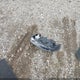5J6RW2H59HL038445 2017 Honda Cr-V Ex auction photo thumbnail 12