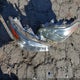 JN8AZ2NC4C9315641 2012 Infiniti Qx56 auction photo thumbnail 11