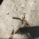 B21AE4X117710 1974 Dodge Van auction photo thumbnail 11