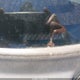 1HGCR2F88FA216789 2015 Honda Accord Ex-L auction photo thumbnail 17