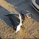 3GKALTEV2NL245639 2022 GMC Terrain Awd Sle auction photo thumbnail 12