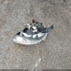 1FADP3K23EL210522 2014 Ford Focus Se auction photo thumbnail 12