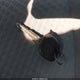 4T1BE46K07U165703 2007 Toyota Camry Le auction photo thumbnail 11