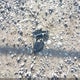 JF2GPAKC2H8208077 2017 Subaru Crosstrek 2.0I Limited auction photo thumbnail 12