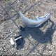 JHMCM56683C064198 2003 Honda Accord 2.4 Ex auction photo thumbnail 12