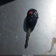 5YFBURHE7FP336535 2015 Toyota Corolla S Plus auction photo thumbnail 11