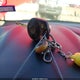 1FADP3F22GL281854 2016 Ford Focus Se auction photo thumbnail 11