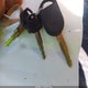 1FMDU65E85ZA63715 2005 Ford Explorer Limited auction photo thumbnail 11