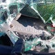 1FMPU16W13LB16150 2003 Ford Expedition Xlt auction photo thumbnail 9