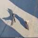 1N4AL3AP0HC479304 2017 Nissan Altima 2.5 Sr auction photo thumbnail 12