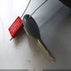 1J4GW48S73C513334 2003 Jeep Grand Cherokee Laredo auction photo thumbnail 11