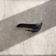 1C3BC2EG9BN537705 2011 Chrysler 200 Touring auction photo thumbnail 12