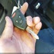 1C4BJWEG1FL710739 2015 Jeep Wrangler Unlimited Sahara auction photo thumbnail 11
