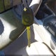 JTEZU14R88K019756 2008 Toyota 4Runner Sr5 V6 auction photo thumbnail 11
