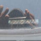 1HGCR2F35DA230473 2013 Honda Accord Lx auction photo thumbnail 17