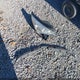 1G11C5SL6EF221776 2014 Chevrolet Malibu 1Lt auction photo thumbnail 12