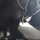 2GCRCPEC6K1155556 2019 Chevrolet Silverado 1500 Ld Lt auction photo thumbnail 11