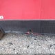 50ZBE2425RN052669 2024 Quality Cargo Trailer auction photo thumbnail 11