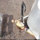 49TCB1624L1032216 2020 Contract Manufacturing Unknown auction photo thumbnail 10