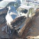 JN1EV7AP7HM743533 2017 Infiniti Q50 3.0T Premium auction photo thumbnail 2