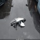 3KPF24ADXLE238978 2020 Kia Forte Lxs auction photo thumbnail 12