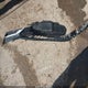 JTDBCMFE3P3016194 2023 Toyota Corolla Hybrid Se Infrared auction photo thumbnail 12