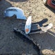 2G1WG5E32C1225821 2012 Chevrolet Impala Lt auction photo thumbnail 12