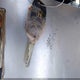 2HGFA16839H309322 2009 Honda Civic Ex auction photo thumbnail 11
