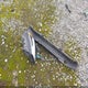 3VWD17AJ0EM278087 2014 Volkswagen Jetta 1.8T Se auction photo thumbnail 12