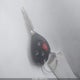 2T1BU4EE3DC113297 2013 Toyota Corolla S/Le auction photo thumbnail 11