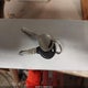 1B3EJ46X5YN155058 2000 Dodge Stratus Se auction photo thumbnail 11